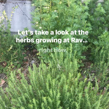 Instagram photograph of herbs with visible text: “Let’s take a look at the herbs growing at Rav...” The smaller text below is indistinct.