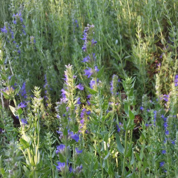 Instagram photograph: many purple flower spikes among green stems and leaves.