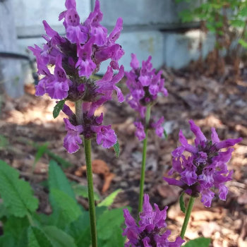 Instagram photograph: purple flowers growing in a garden.